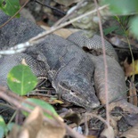 sungei-buloh-wetland-reserve-56