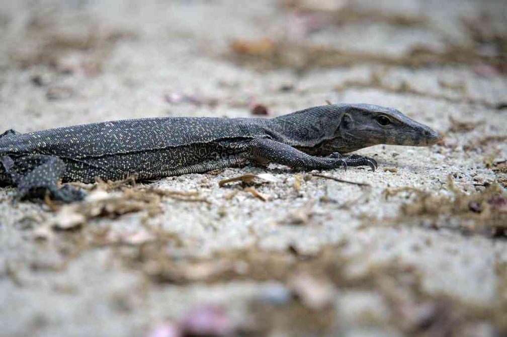 sungei-buloh-wetland-reserve-55