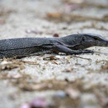 sungei-buloh-wetland-reserve-55.jpg