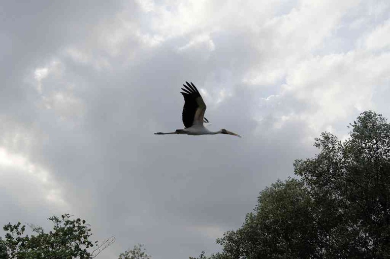 sungei-buloh-wetland-reserve-57