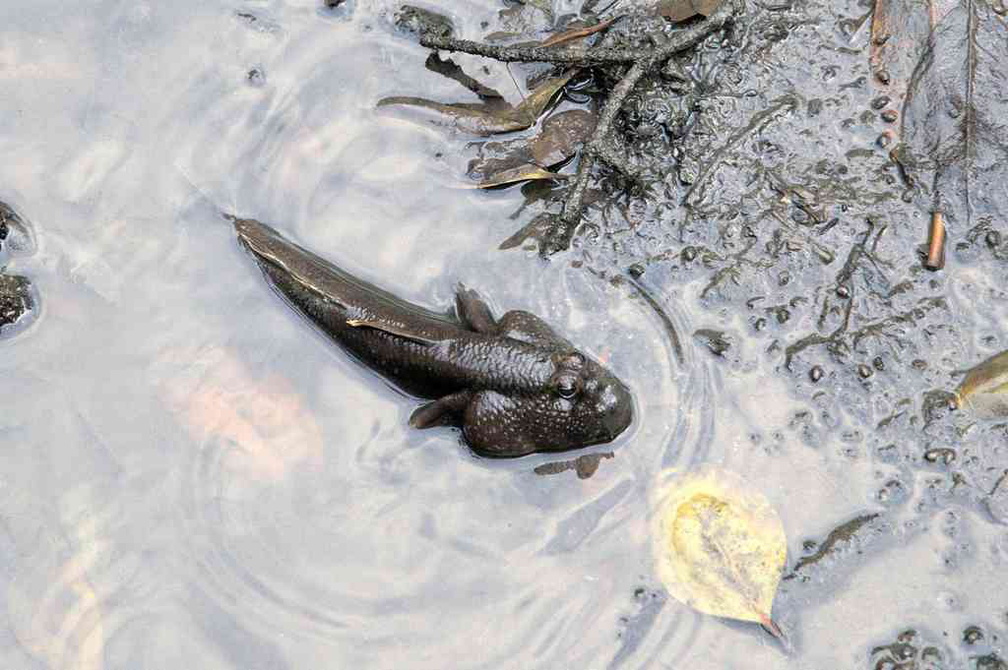 sungei-buloh-wetland-reserve-59