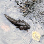 sungei-buloh-wetland-reserve-59