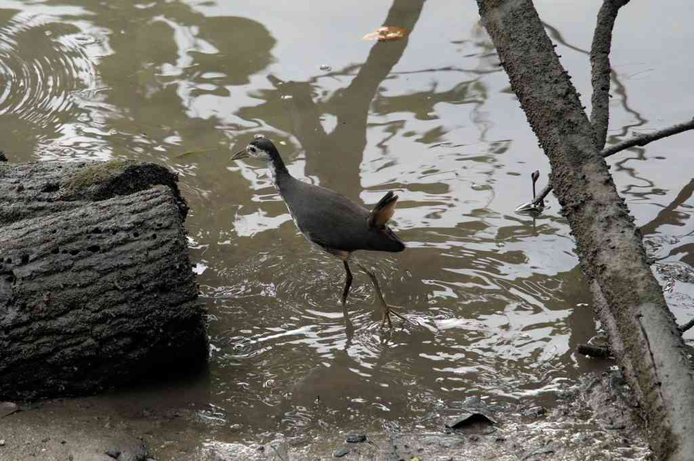 sungei-buloh-wetland-reserve-58