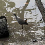 sungei-buloh-wetland-reserve-58