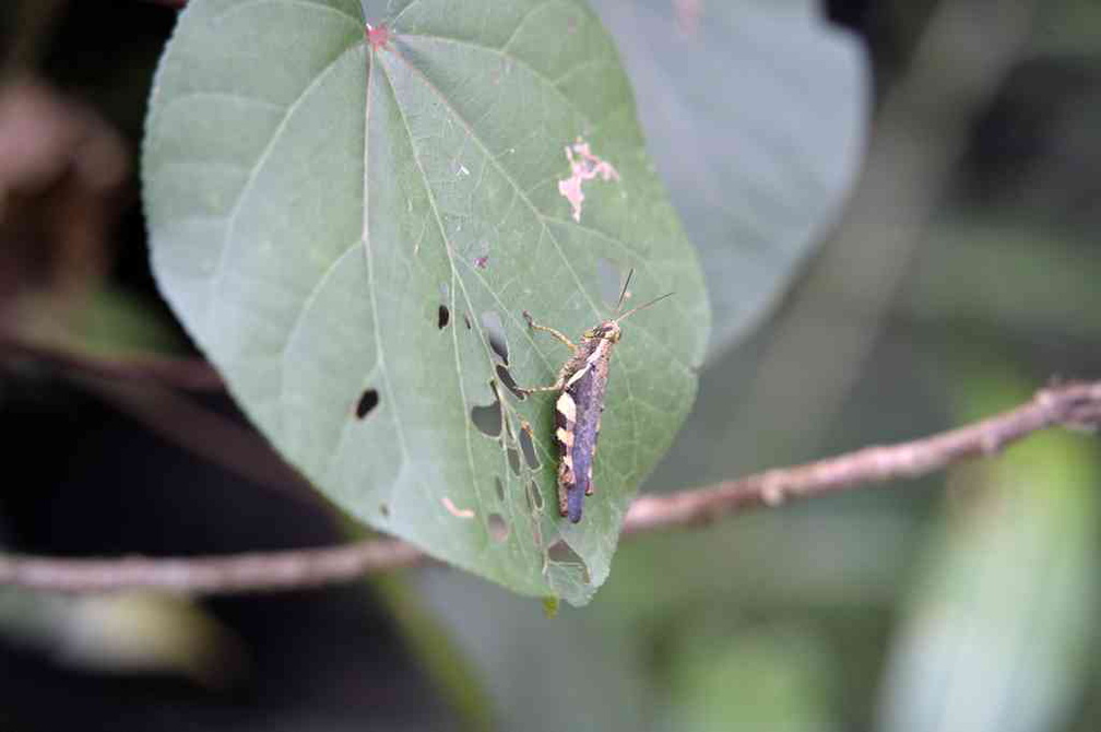 sungei-buloh-wetland-reserve-60