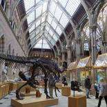 oxford-natural-history-museum-04