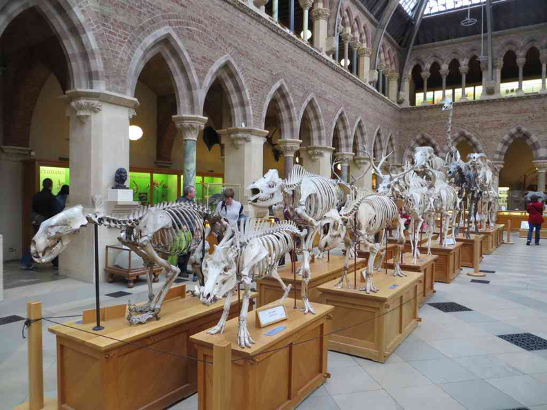 oxford-natural-history-museum-02.jpg