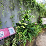 fort-canning-spice-gallery-07