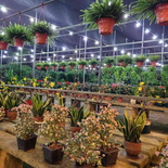 bistro-garden-asia-16
