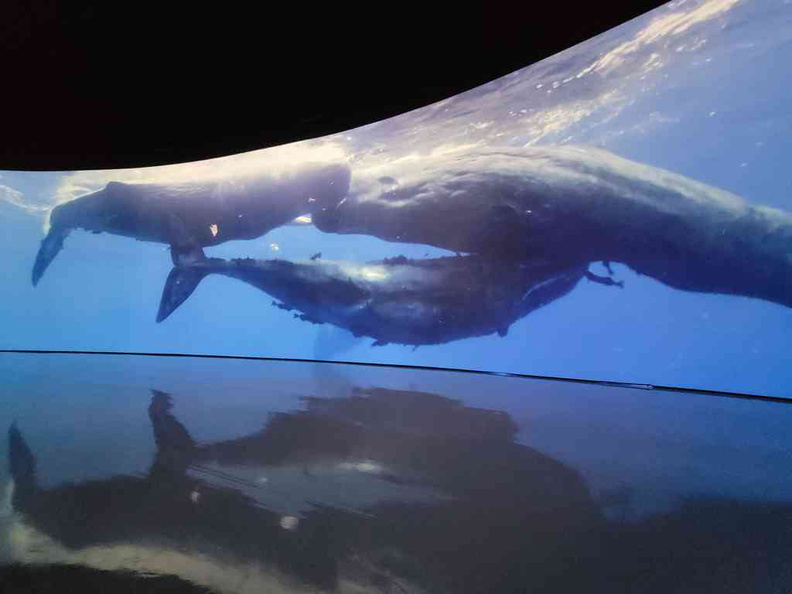 sensory-odyssey-art-science-museum-16