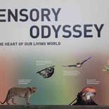 sensory-odyssey-art-science-museum-26