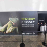sensory-odyssey-art-science-museum-24