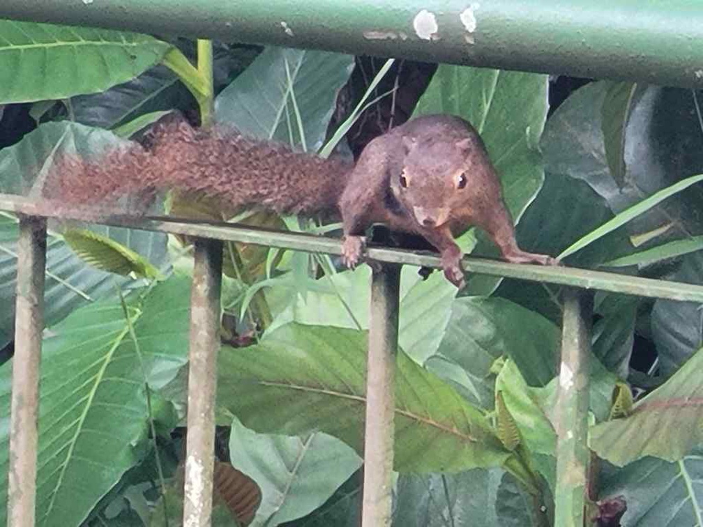 ulu-pandan-park-connector-run-54