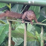 ulu-pandan-park-connector-run-54