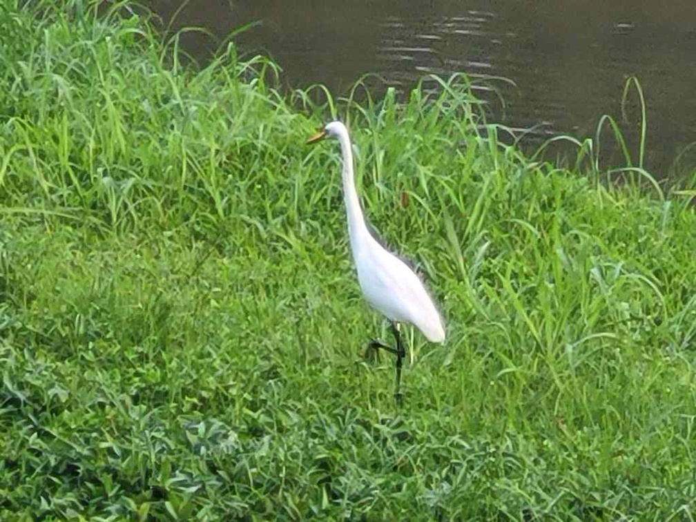 ulu-pandan-park-connector-run-59