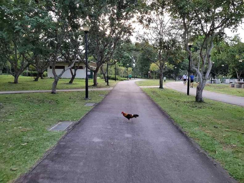 pasir-ris-park-run-21