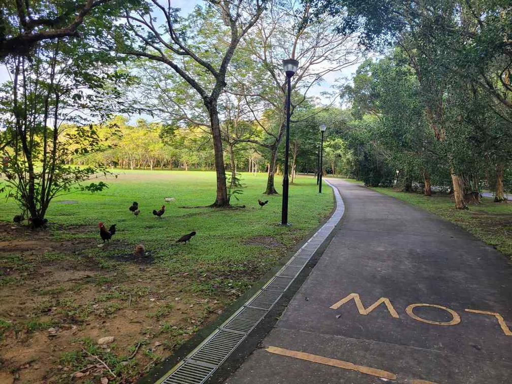 pasir-ris-park-run-01
