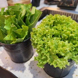 jianghu-hotpot-orchard-07