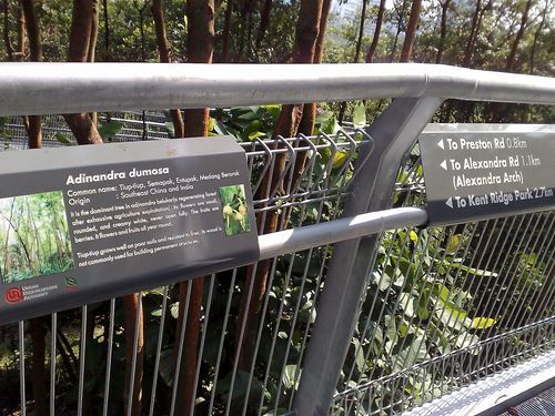 lined along the forest walk are details and elaborations of vegetation which survived the construction process...