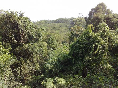 a view you never thought you can get in central Singapore... (now is that a starbucks joint behind that tree?)