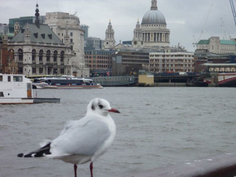 Random seagull &amp; St pauls