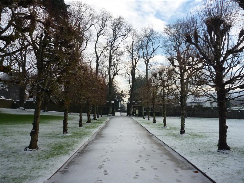 The tress lined walkway