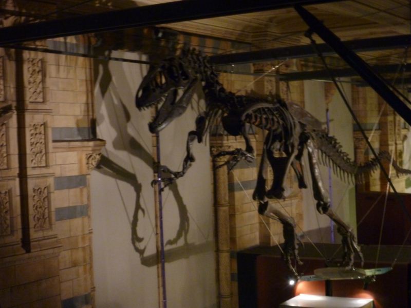 Most skeletons are suspended alongside the walk