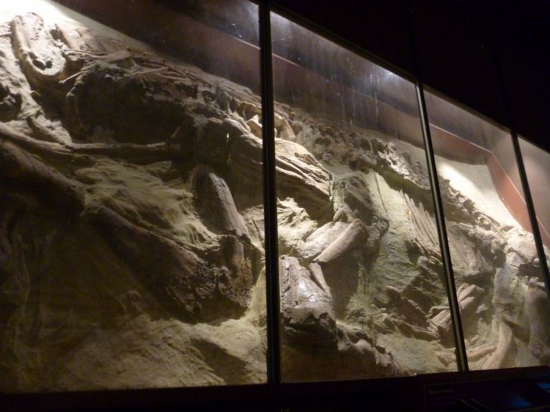 The place was a fossil wonderland