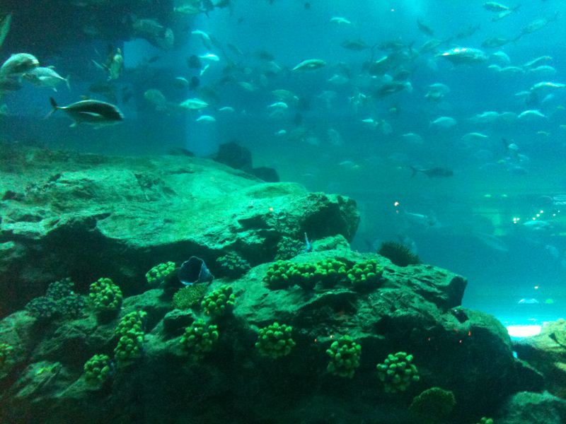 The same can't be said for the Corals too