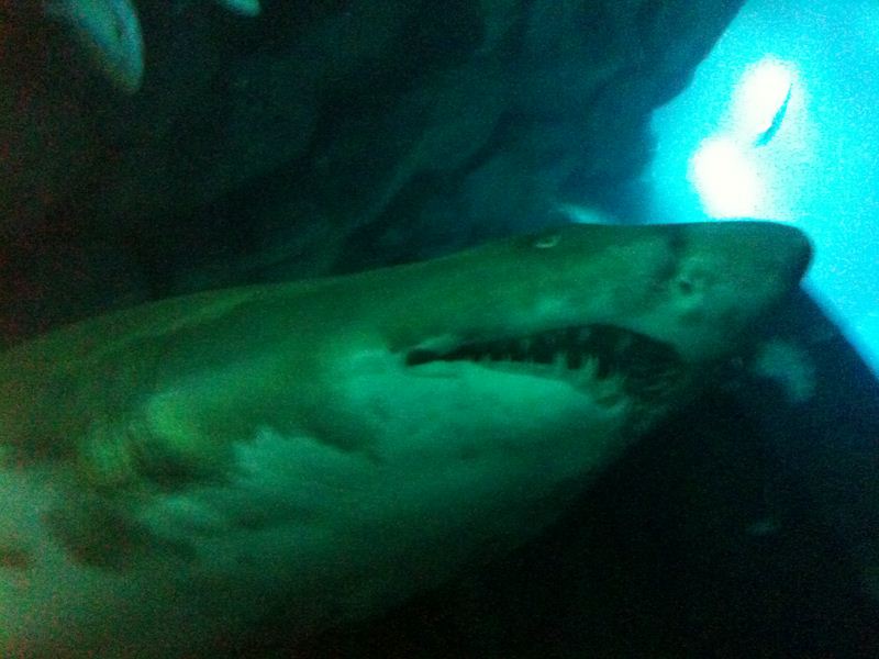 Blury shark is blury!