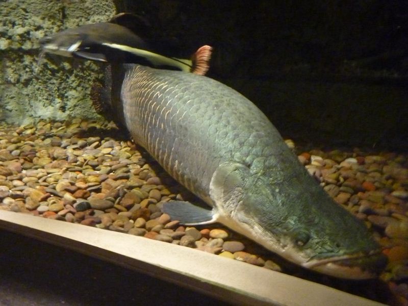 Including big grumpy ones of the Arapaima kind