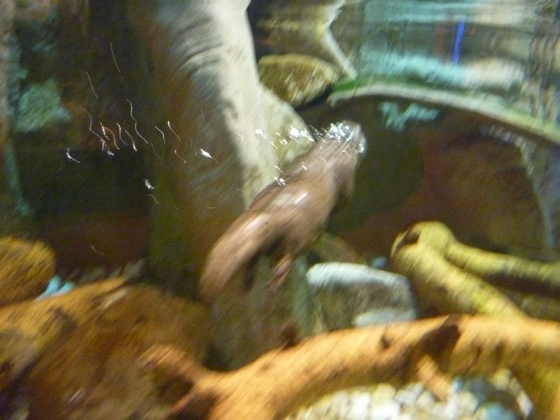 Oh look a river otter!