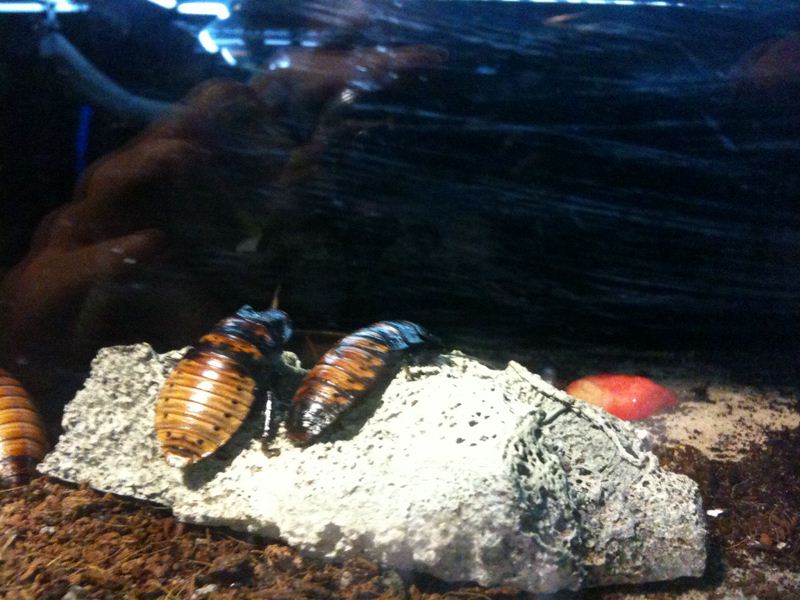 Roaches