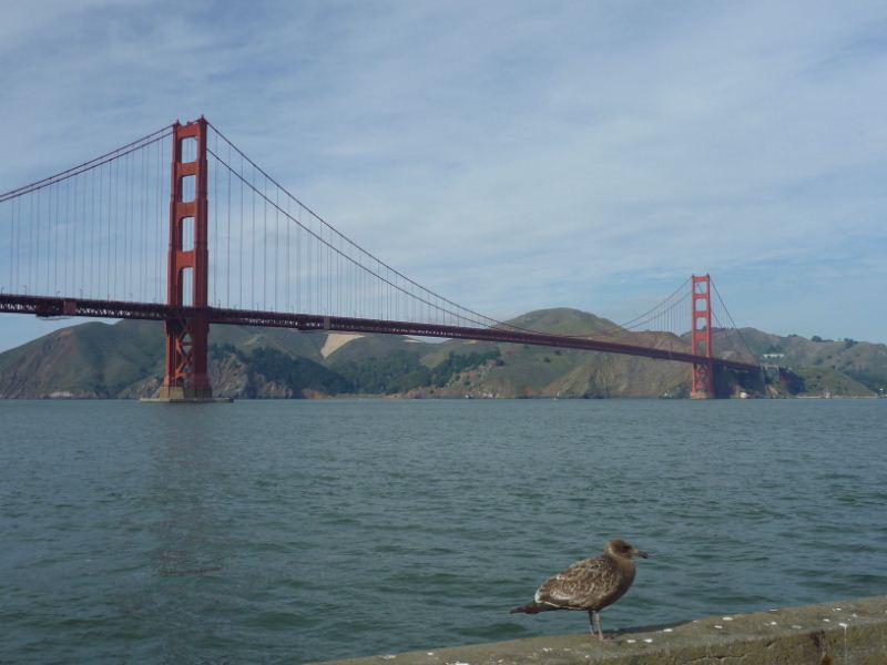 sea birds at the end of the dock!