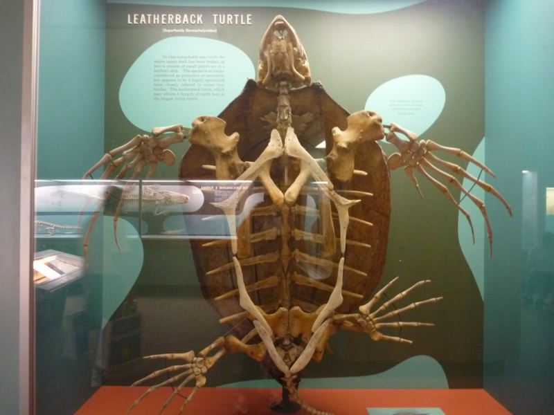 I like my turtles alive