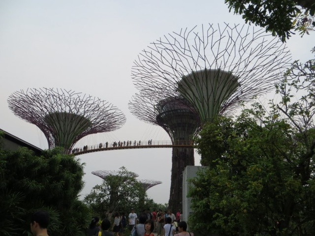 Supertrees from the bridge