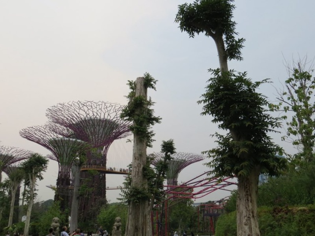 The supertree grove at night