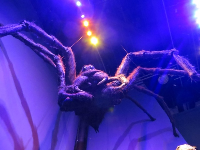 GIANT SPIDER!