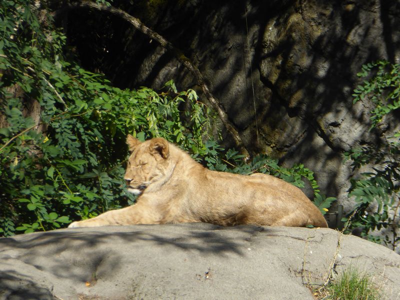 woodland park zoo seattle 20