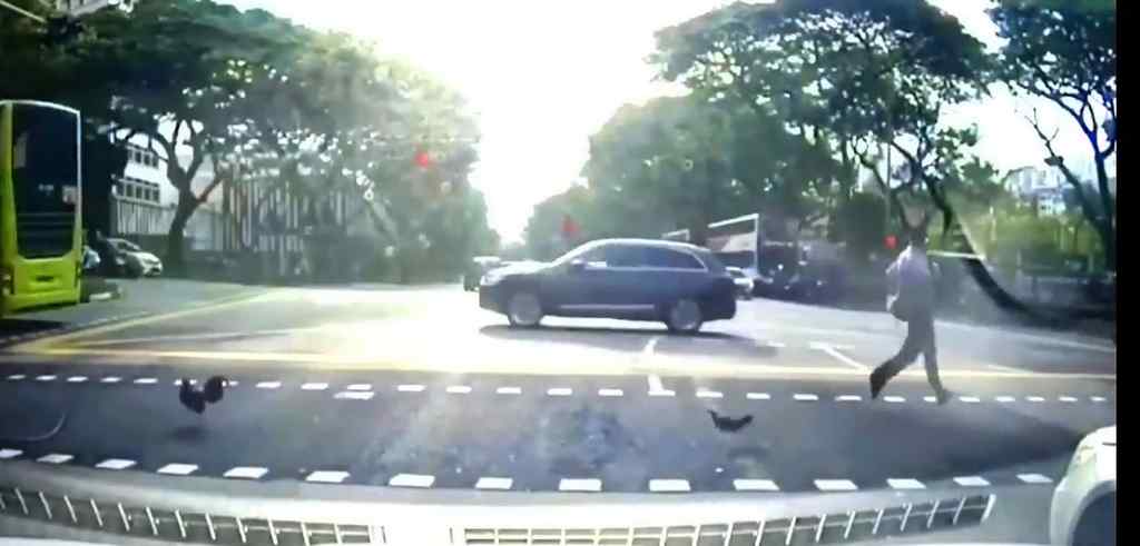 Yes, that's a chicken crossing the road the Bukit merah wild chickens
