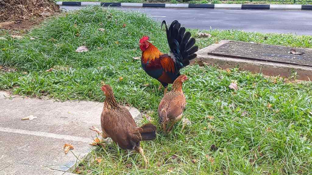 A chicken pair with rooster and 2 hens by the grass verge along Jalan Bukit merah