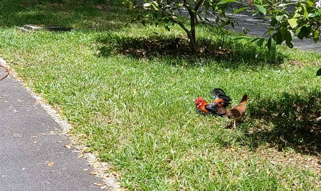 A rooster and hen roosting under the sun on a grass verge