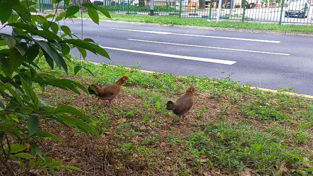 Bukit merah wild chickens Hens by the roadside