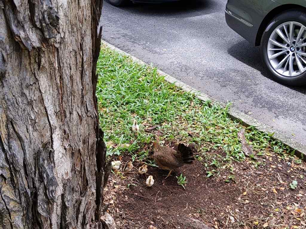 The chickens are pretty street smart and do not seem to be bothered with the traffic around them